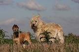 BOUVIER DES ARDENNES 208
